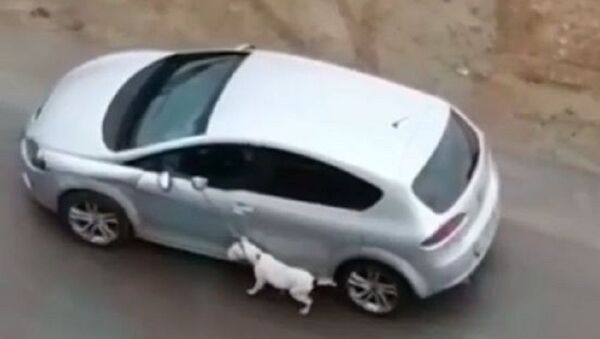Köpeğini tasmasından tutup otomobilden sürükleyerek gezdirdi - Sputnik Türkiye