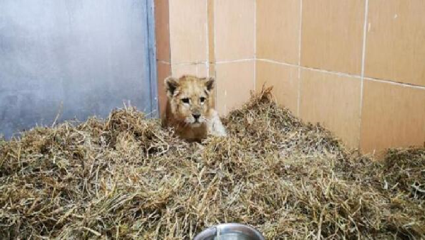 İzmir'de bir çiftlikte yasa dışı yollardan getirilen 3 aylık yavru aslan ele geçirildi - Sputnik Türkiye