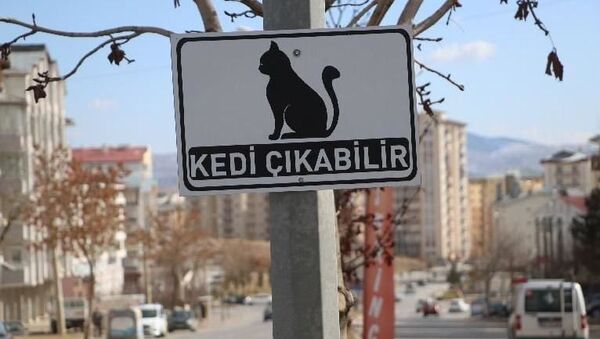 Sivas Belediyesi'nden 'kedi çıkabilir' tabelası - Sputnik Türkiye