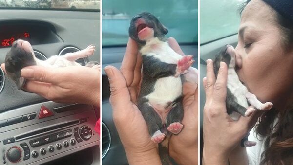 Esenyurt'ta inşaat alanında yeni doğan 8 yavru köpekten biri donmak üzereyken hayvanseverler tarafından kurtarıldı. - Sputnik Türkiye