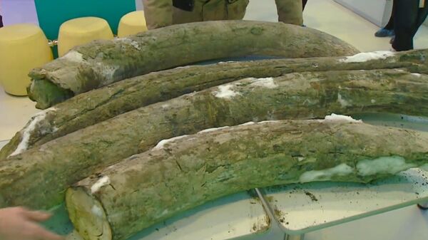Rusya'da bir kömür madeninde dört mamut dişi bulundu - Sputnik Türkiye