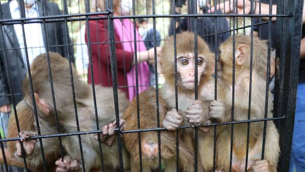 Ağrı'nın Doğubayazıt ilçesinde bulunan Gürbulak Gümrük Kapısı'nda bir araçtaki 2 kafes içerisinde bulunan ve yurda kaçak yollarla sokulmak istenen 12 makak maymunu, Gümrük Muhafaza Kaçakçılık ve İstihbarat Müdürlüğü ekiplerince yakalandı. - Sputnik Türkiye