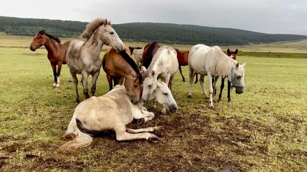 Ayağı kırılan yılkı atını diğer atlar terk etmedi  - Sputnik Türkiye