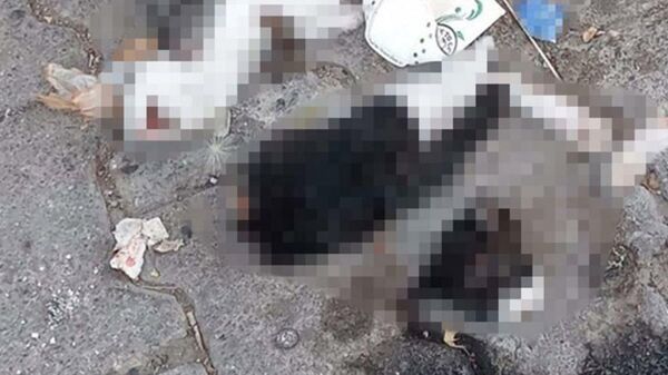 Giresun'un Şebinkarahisar ilçesinde birinin bacakları ve başı kesilmiş, diğerinde ise kesikler bulunan 2 ölü yavru kedi bulundu.
 - Sputnik Türkiye
