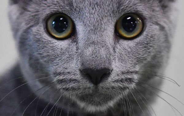 Kedilerin karakterleri ve davranışları araştırması - Sputnik Türkiye