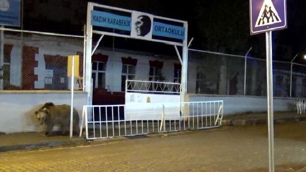 Kars'ta bozayı okul bahçesine girdi - Sputnik Türkiye