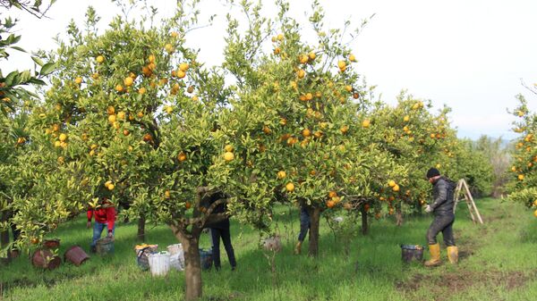 Türkiye'de narenciye üretimi, portakal, Aydın - Sputnik Türkiye