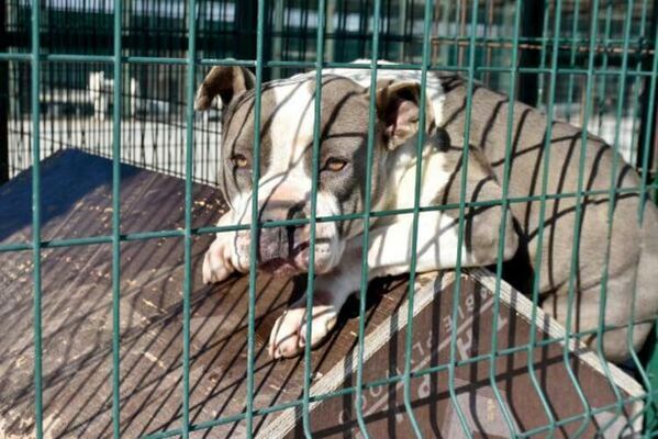 Bu şartlarıyerine getirmeyen ve yasaklı ırk köpekleri beslemeye devam eden hayvan sahiplerine ise 11 bin lira ceza uygulanacağı açıklandı. Açıklamanın ardından köpeklerine aşı ve mikroçip uygulaması yaptırmayan yasaklı ırkköpek besleyenler, ceza da yememek için çok sayıda Pitbull ve diğer yasaklı ırk köpeğini sokağa terk etti. - Sputnik Türkiye