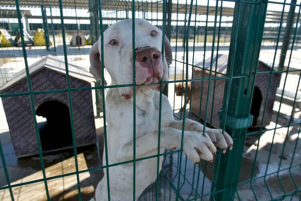 Sokağa terk edilen köpeklerin toplanmasıyla Edirne Belediyesi Sokak Hayvanları Rehabilitasyon ve Geçici Barınma Evi&#x27;nde özel bölümlere konulan yasaklı ırk köpek sayısı 32&#x27;ye yükseldi. - Sputnik Türkiye