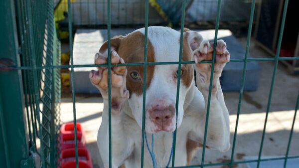 Yasaklı ırk köpekler, barınakta ölümü bekliyor - Sputnik Türkiye