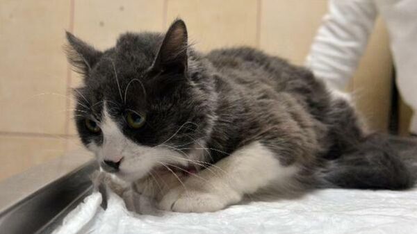 Meme kanseri teşhisi konulan 3 kilo ağırlığındaki kediden, 1 kilo tümör çıkarıldı
 - Sputnik Türkiye