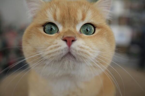 Kedilerin 5 kuşak atası 'şecerelendirme' ile kayıt altına alınıyor - Sputnik Türkiye