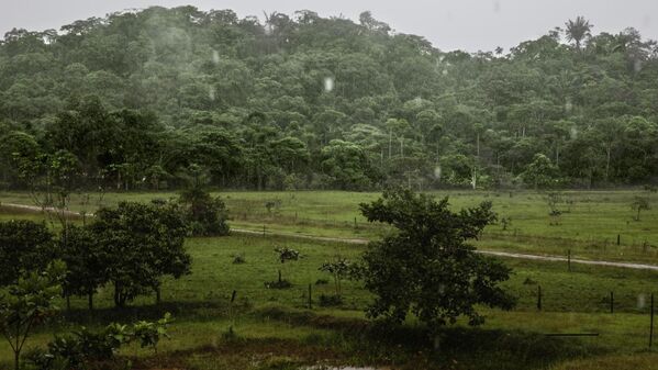 Kolombiya'daki Amazon yağmur ormanları
 - Sputnik Türkiye