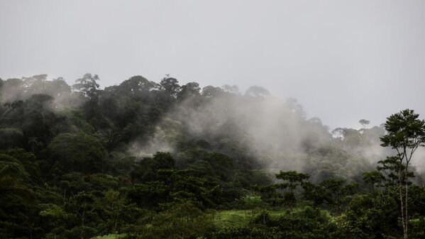Kolombiya'daki Amazon yağmur ormanları
 - Sputnik Türkiye