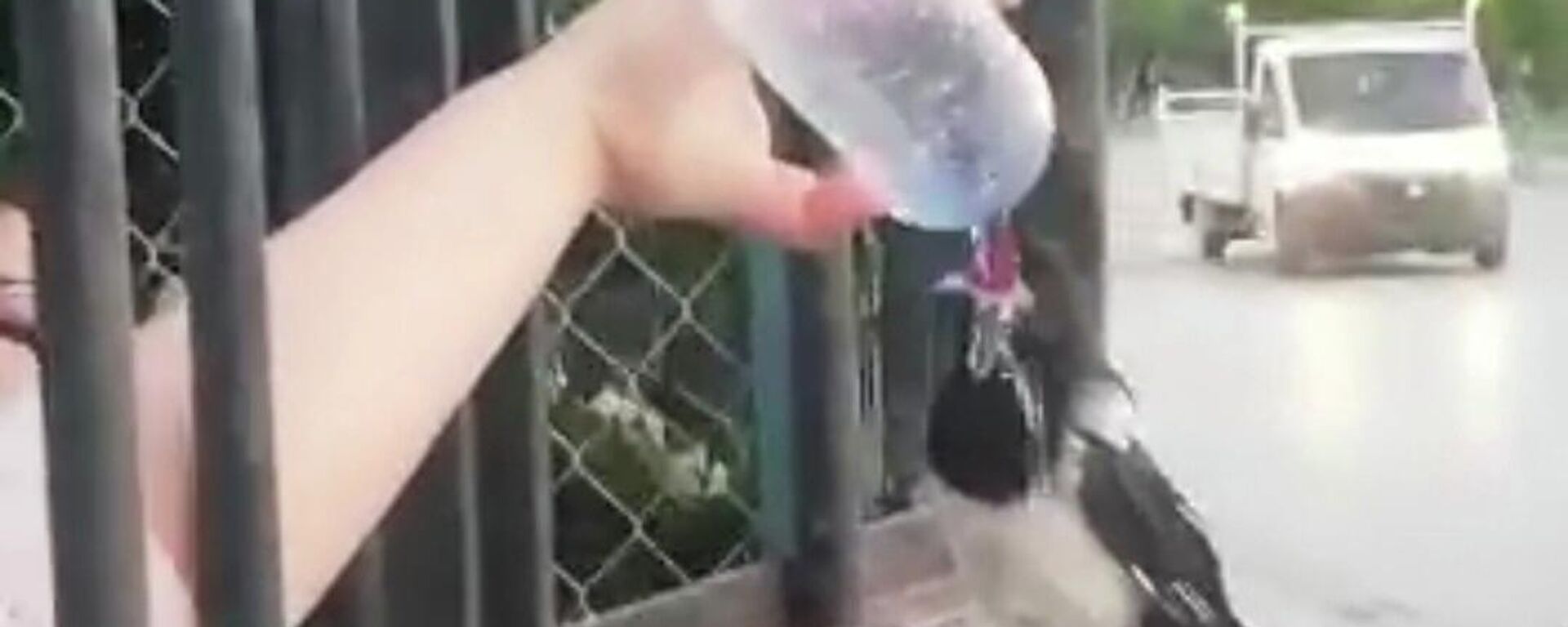 Ankara'da susuz kalan bir kargayı fark eden vatandaş, su şişesi ile kargaya su vererek yardımcı oldu. - Sputnik Türkiye, 1920, 03.07.2022
