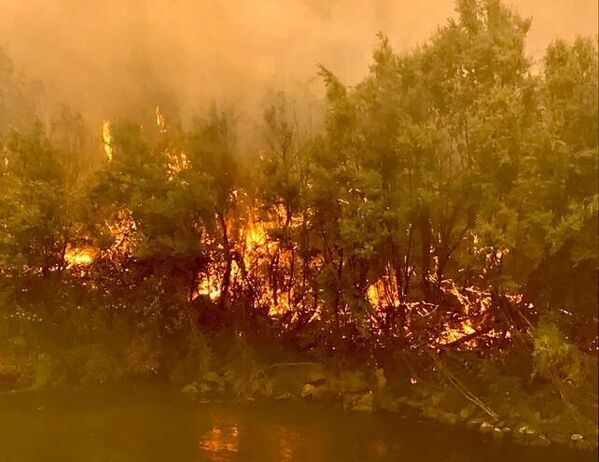 Kaliforniya'da orman yangınları - Sputnik Türkiye