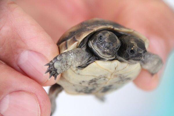 Antalya'da bulunan çift başlı kaplumbağa yavrusu korumaya alındı
 - Sputnik Türkiye
