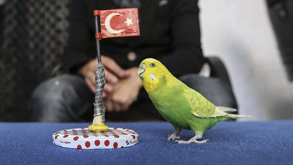 Deprem satışları arttırdı: Muhabbet kuşları depremi önceden hisseder mi?  - Sputnik Türkiye