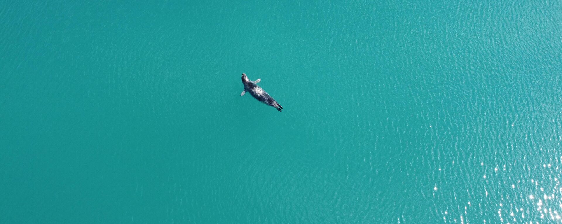 Nesli tükenme tehlikesi altında olan bir  Akdeniz foku, Mersin Erdemli Balıkçı Barınağının ortasında önce güneşlendi, ardından da teknelerin arasında dinlenmeye çekildi. O anlar İhlas Haber Ajansı tarafından dron ile görüntülendi. - Sputnik Türkiye, 1920, 24.04.2023