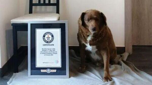 11 Mayıs 1992 doğumlu Bobi, Guinness Dünya Rekorları'nın gelmiş geçmiş en yaşlı köpek sertifikasıyla poz verirken - Sputnik Türkiye