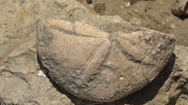 Muş'ta 20 milyon yıl öncesine ait olduğu tespit edilen deniz canlılarına ait fosiller bulundu. Anadolu'nun son sıcak denizine ait olduğu tahmin edilen fosillerin incelenmek için paleontologlara gönderileceği belirtildi. - Sputnik Türkiye