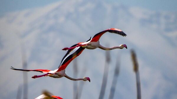 Flamingolar Akkaya Barajı’nda
 - Sputnik Türkiye