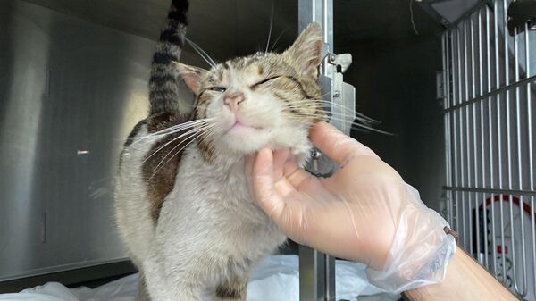 Zonguldak'ta bir sokak kedisi, başını yan tutarak veteriner hekimin ayağına gitti. Kedide anormallik olduğunu fark eden hekim, muayenede kulağında tümör olduğunu fark etti. Kedi tedavi altına alındı. - Sputnik Türkiye