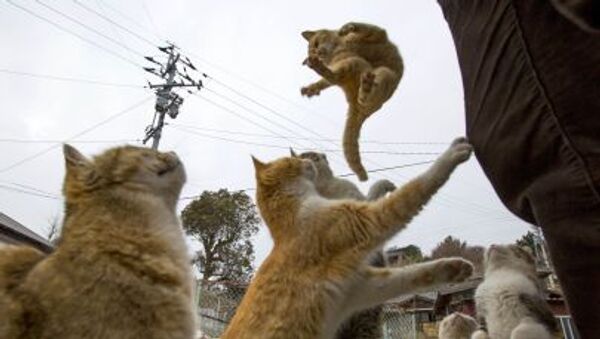 Japonya'da yaşayan kediler yemek istiyor - Sputnik Türkiye