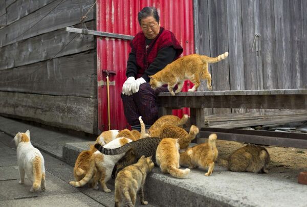 Kediler bir Japon kadınının etrafında toplanıyor - Sputnik Türkiye