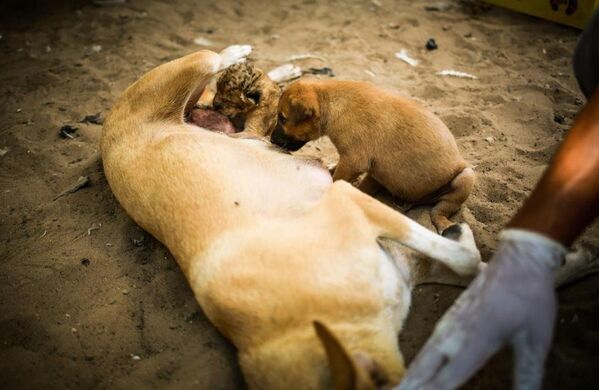 Köpek, yavru aslana annelik yapıyor - Sputnik Türkiye