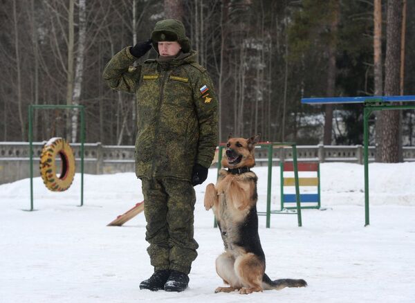 Rus ordusunun akıllı köpekleri - Sputnik Türkiye