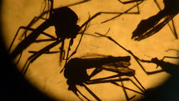 Aedes aegypti mosquitos are photographed in a laboratory at the University of El Salvador, in San Salvador - Sputnik Türkiye