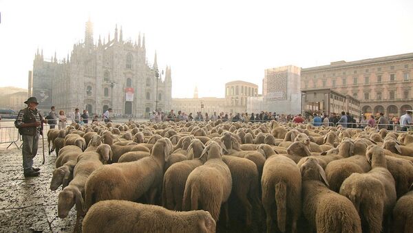 İtalya’da çobanlık yine moda - Sputnik Türkiye