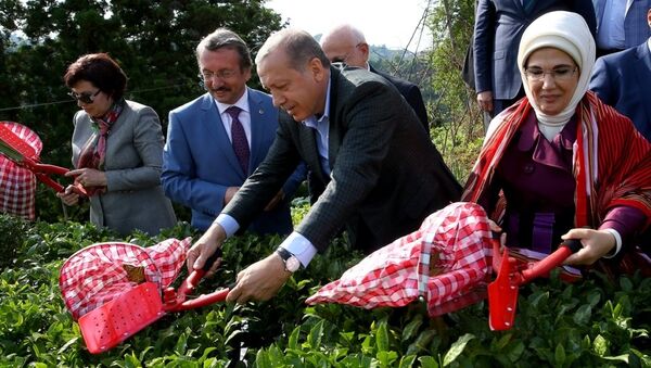 Cumhurbaşkanı Recep Tayyip Erdoğan, eşi Emine Erdoğan ile Rize'deki Ziraat Çay Bahçesi'ni ziyaret ederek çay hasadı yaptı. - Sputnik Türkiye