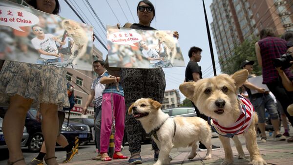 Çin'deki köpek eti festivali protesto edildi. - Sputnik Türkiye
