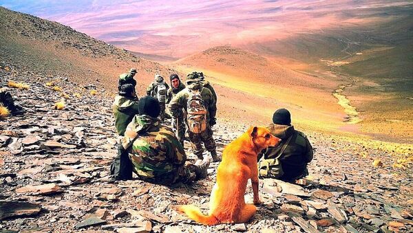 Arjantin ordusunda görevli köpek 'Çavuş Cabo' - Sputnik Türkiye