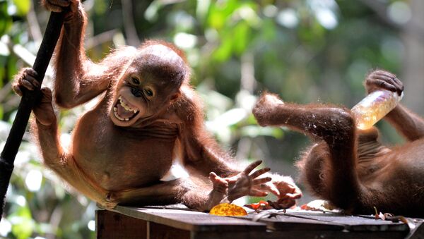 Endonezya'da koruma altındaki bir bebek orangutan - Sputnik Türkiye