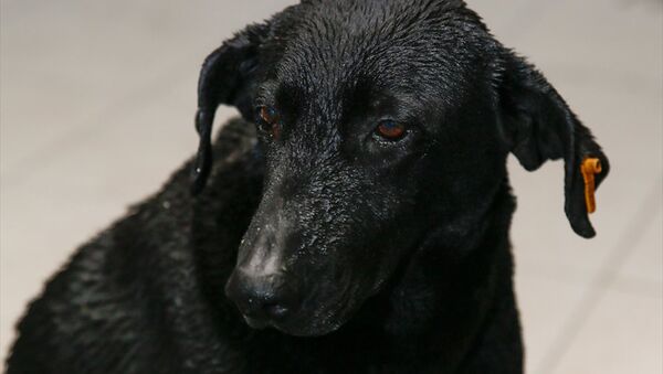 İzmir'deki saldırıda hayatını kaybeden polis memurunun sahiplendiği sokak köpeği Zeytin - Sputnik Türkiye
