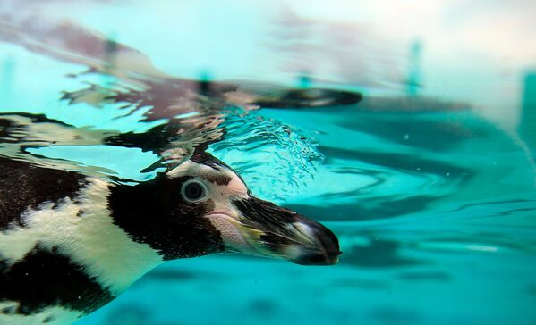 Hayvanat bahçesinde 'penguen katliamı' - Sputnik Türkiye