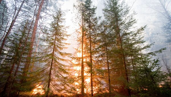 Orman yangını - Sputnik Türkiye