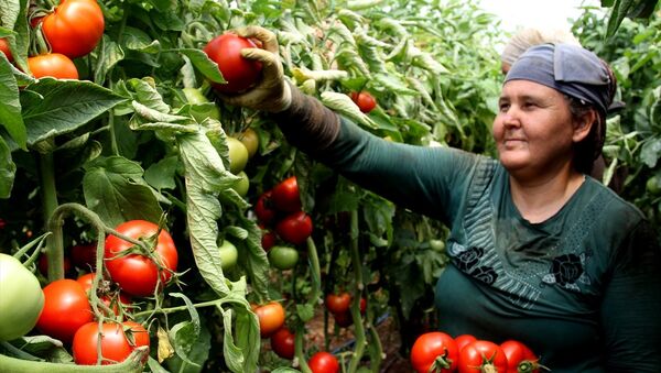 Rusya'nın kararı domates üreticilerini sevindirdi - Sputnik Türkiye