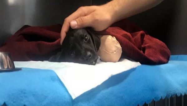 Sakarya'da uzuvları kesildikten sonra ölen yavru köpek - Sputnik Türkiye