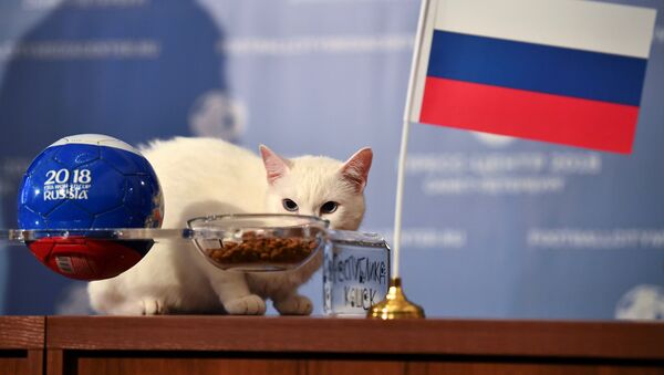 Kahin kedi Aşil, Rusya mama kabını Suudi mama kabına tercih ederek açılış maçında doğru tahminde bulunmuştu. - Sputnik Türkiye