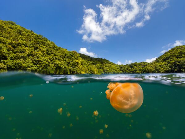Palau'da denizanası gölü - Sputnik Türkiye