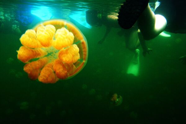 Palau'da denizanası gölü - Sputnik Türkiye
