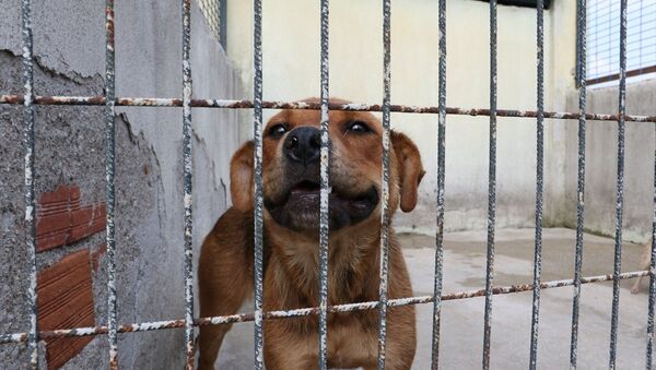 Sahibinin şiddet uyguladığı köpek koruma altına alındı - Sputnik Türkiye
