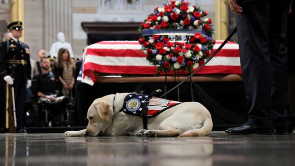 ABD Kongresi'nin Capitol Hill binasının Rotunda bölümünde ziyaret edilen 41. Başkan George H.W. Bush'un naaşını rehber köpeği Sully son kez selamlamaya geldi. - Sputnik Türkiye