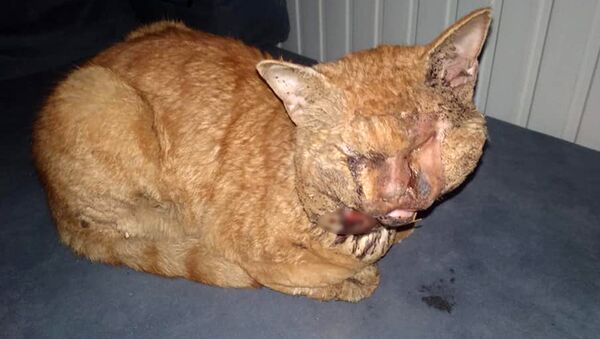 Antalya'da kediye işkence: Naylonu eritip gözlerine damlattılar - Sputnik Türkiye