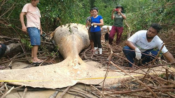 Amazon ormanlarında kambur balina ölüsü bulundu - Sputnik Türkiye