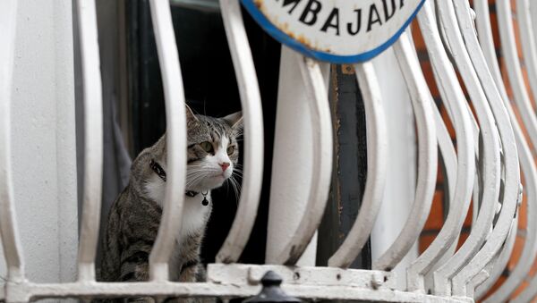 Julian Assange'ın kedisi - Sputnik Türkiye
